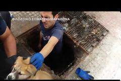 Φιλόζωοι και πυροσβέστες έσωσαν το κουτάβι που είχε εγκλωβιστεί σε φρεάτιο στον Μαραθώνα [video]