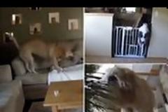 Κατοικίδια μόνα στο σπίτι! [video]