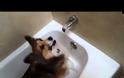 Ο σκύλος που λατρεύει να κάνει μπάνιο! [video]
