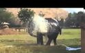 Ελέφαντας ήθελε να δροσιστεί και έσπασε ένα ποτιστικό! [video]