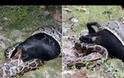 Βίντεο - ΣΟΚ: Φίδι πνίγεται όταν καταπίνει μια ολόκληρη κατσίκα! [video]