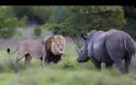 Απίθανο βίντεο: Δείτε τη μάχη ενός λιονταριού και ενός ρινόκερου - Ποιος θα κερδίσει; [video]