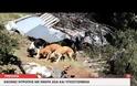Εικόνες ντροπής με υποσιτισμένα, τραυματισμένα και νεκρά σκυλιά στην Τρίπολη [photos+video]