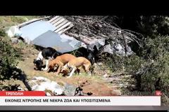 Εικόνες ντροπής με υποσιτισμένα, τραυματισμένα και νεκρά σκυλιά στην Τρίπολη [photos+video]
