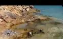 Λασίθι: Βρήκε στην παραλία νεκρά ψάρια και μια θαλάσσια χελώνα που θανατώθηκαν από δυναμίτη [video]
