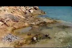 Λασίθι: Βρήκε στην παραλία νεκρά ψάρια και μια θαλάσσια χελώνα που θανατώθηκαν από δυναμίτη [video]