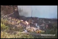 Απελευθέρωσαν το αλεπουδάκι που κρατούσε αιχμάλωτο ιδιοκτήτης καφενείου στο Μπαμπίνι Αιτωλοακαρνανίας [video]