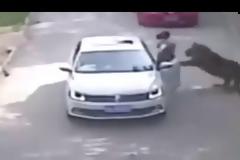 ΒΙΝΤΕΟ - ΣΟΚ: Τίγρης κατασπάραξε γυναίκα που βγήκε από το αυτοκίνητο... [video]
