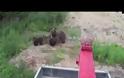 Απίστευτο! Αρκούδα τους πήρε στο κυνήγι και εκείνοι σκαρφάλωσαν σε καρότσα φορτηγού για να γλιτώσουν!