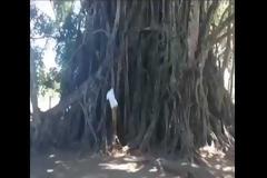 Δείτε τον πραγματικό Ταρζάν! [video]
