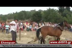 Αναβίωσαν παραδοσιακό θερισμό και αλωνισμό στο Ελαιοχώρι [video]