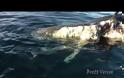 ΤΡΟΜΑΚΤΙΚΟ!  5 καρχαρίες κατασπαράζουν μια φάλαινα - Οι λήψεις κόβουν την ανάσα! [video]