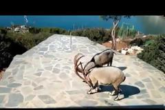 Όταν δύο αγρίμια τσακώνονται... [video]
