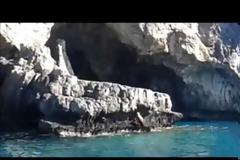 Κρήτη: Βρήκαν χτυπημένο γυπαετό στα βράχια της θάλασσας [video]