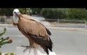 Nεαρός γύπας προσγειώθηκε σε… ταράτσα σπιτιού