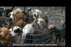 Νέα σποτ ΠΦΠΟ για τα αδέσποτα και την κακοποίηση των ζώων [video]