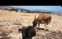 Παστούρωμα: Η βάρβαρη ΚΑΚΟΠΟΙΗΣΗ  των ζώων στα ελληνικά νησιά και οχι μόνο... [photos+video]