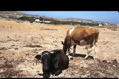 Παστούρωμα: Η βάρβαρη ΚΑΚΟΠΟΙΗΣΗ  των ζώων στα ελληνικά νησιά και οχι μόνο... [photos+video]