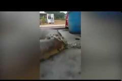 Γιγάντιο φίδι δέκα μέτρων βρέθηκε στη Βραζιλία [photos + video]