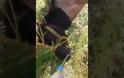 Συνελήφθη ο ιδιοκτήτης του αλόγου που αργοπέθαινε εγκαταλελειμμένο σε χωράφι στο Βελβίτσι Αχαΐας