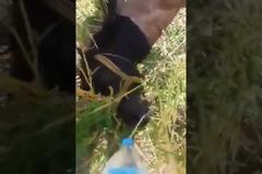 Συνελήφθη ο ιδιοκτήτης του αλόγου που αργοπέθαινε εγκαταλελειμμένο σε χωράφι στο Βελβίτσι Αχαΐας