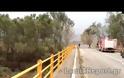 Λαμία: Έριξε δέντρα ο δυνατός αέρας [video]