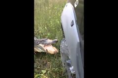 Δείτε τη μάχη του Αλιγάτορα με φορτηγό... [video]