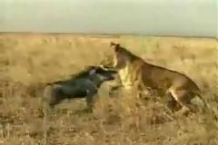 Θαρραλέο γουρούνι τα «βάζει» με λιοντάρι - Ποιός. κερδίζει; [video]