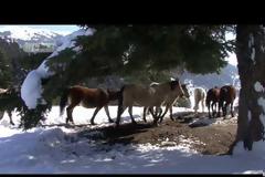 Αλογα Πίνδου Εγκλωβισμένα Στο Χιόνι ...Σώθηκαν Απο Την ΕΜΑΚ [photos+video]