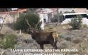 Εκπληκτικές εικόνες! Τα ελάφια κατέβηκαν από την Πάρνηθα σε κατοικημένη περιοχή των Θρακομακεδόνων [photos - video]