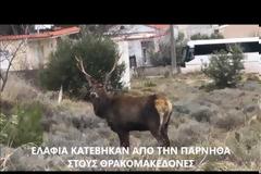 Εκπληκτικές εικόνες! Τα ελάφια κατέβηκαν από την Πάρνηθα σε κατοικημένη περιοχή των Θρακομακεδόνων [photos - video]