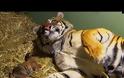 Τίγρης γεννάει αλλά μόλις οι φροντιστές βλέπουν κάτω από τα πόδια της τα χάνουν