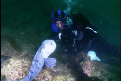 Γνωρίζοντας από κοντά το χέλι - λύκο... [photos - video]