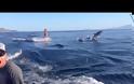 Μια γυναίκα κάνει Wakeboard όταν νιώθει κάτι περίεργο να την πλησιάζει - Δείτε το και μόνοι σας για να το πιστέψετε