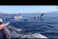 Μια γυναίκα κάνει Wakeboard όταν νιώθει κάτι περίεργο να την πλησιάζει - Δείτε το και μόνοι σας για να το πιστέψετε