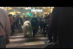 Έχουν ξεφύγει στο Τόκιο - Μυστηριώδης ξανθιά γυναίκα βγήκε βόλτα με μια... πολική αρκούδα [video]