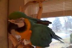 Ξεκαρδιστικό video: Δεν έχετε ξανακούσει παπαγάλο να γελάει έτσι