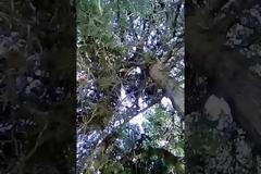 «Εγκλωβισμένη» γάτα τρεις ημέρες σε δέντρο μέσα στο Γ' Σώμα Στρατού  (ΒΙΝΤΕΟ)