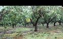 Βιβλική καταστροφή στη Λαμία - Αυτά άφησε ο ανεμοστρόβιλος - Σε απόγνωση οι αγρότες [video]