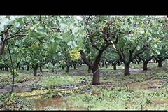 Βιβλική καταστροφή στη Λαμία - Αυτά άφησε ο ανεμοστρόβιλος - Σε απόγνωση οι αγρότες [video]
