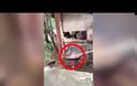 ΤΑ ΖΩΑ ΚΑΙ ΤΑ ..ΚΤΗΝΗ:Μαγειρεύουν ζωντανό σκύλο και χαχανίζουν..ΒΙΝΤΕΟ