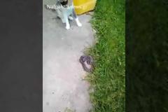Αντίρριο: Γάτες περικύκλωσαν φίδι