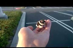 Video: Άντρας σώζει ένα μικρό πουλάκι killdeer- Δε μπορείτε να φανταστείτε τι έγινε μετά