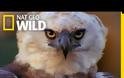 Άρπυια:Ο ισχυρότερος αετός στον κόσμο [foto-video]