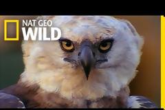Άρπυια:Ο ισχυρότερος αετός στον κόσμο [foto-video]