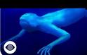 Μυστήριο με εξωγήινες μορφές στους ωκεανούς - Θεάσεις ακόμη και στην Ελλάδα (βίντεο)