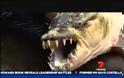Goliath Tigerfish-Το 50 κιλών τέρας του Κονγκό σκόρπισε τον τρόμο