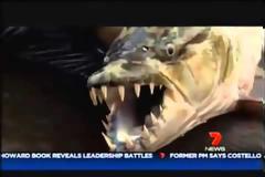 Goliath Tigerfish-Το 50 κιλών τέρας του Κονγκό σκόρπισε τον τρόμο