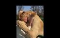 Ήρθε η μαμά  .Σκηνές αγάπης για την γυναίκα που μεγάλωσε 2 λιοντάρια!!!
