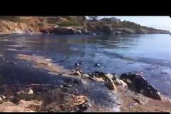 Οικολογική καταστροφή στην Σαλαμίνα.Μέχρι την Φρεαττύδα έφτασε η πίσσα και το μαζούτ